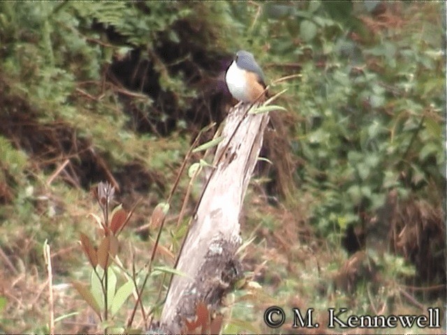 Mountain Shrike - ML201591711