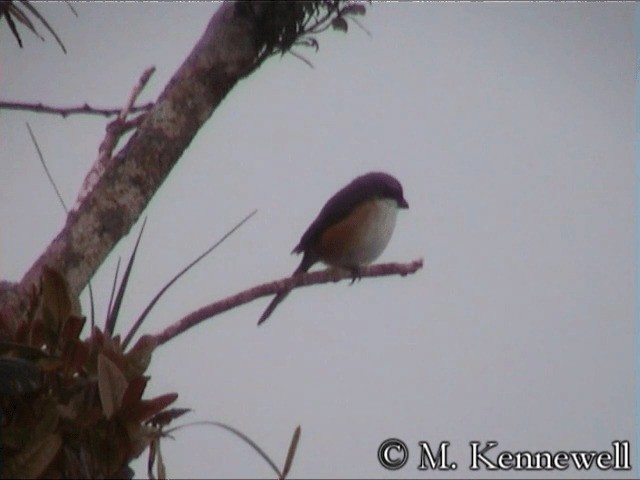 Mountain Shrike - ML201591721