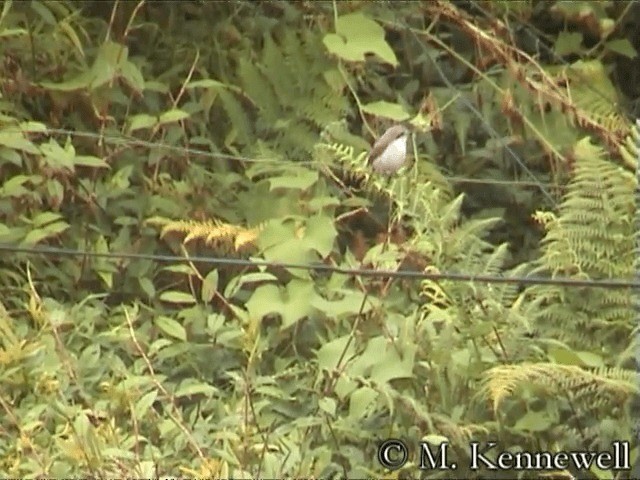 Mountain Shrike - ML201591741