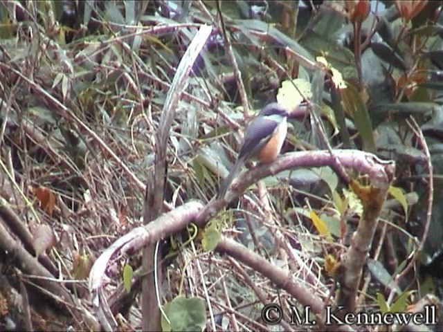 Pie-grièche des Philippines - ML201591761