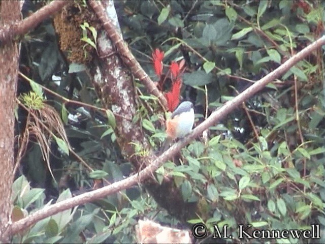 Pie-grièche des Philippines - ML201591771