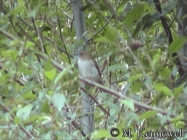 Green-backed Whistler - ML201591791