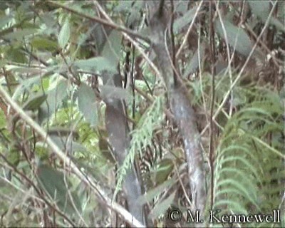 Mosquitero Tribandeado (grupo nigrorum) - ML201591811