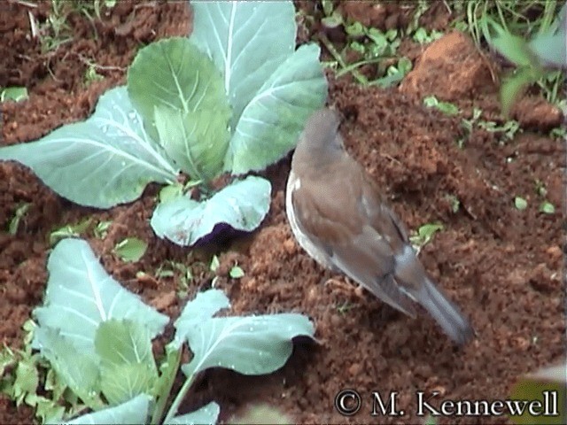 Pale Thrush - ML201591861