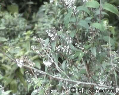 Warbling White-eye - ML201591881