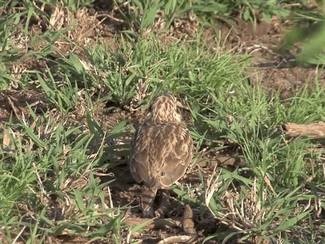 Short-tailed Lark - ML201591921