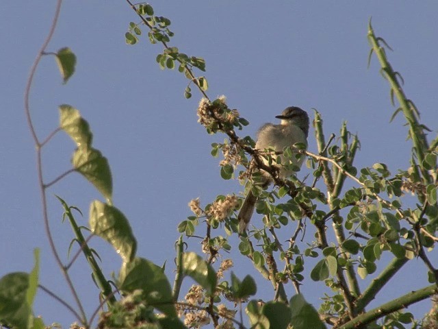 Pale Prinia - ML201591951