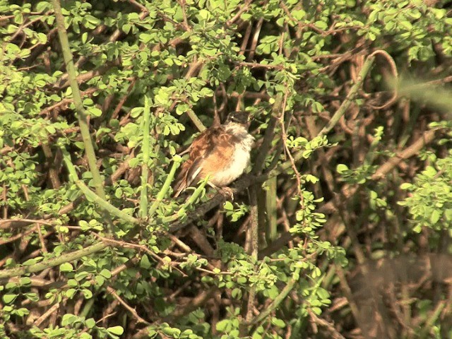 Red-backed Scrub-Robin (White-winged) - ML201591961