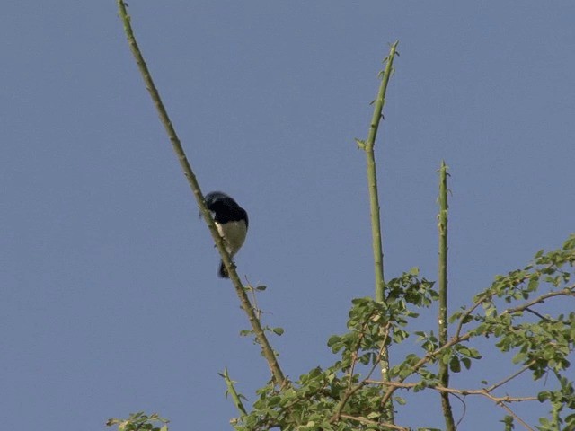 Ziernektarvogel (albiventris) - ML201591971