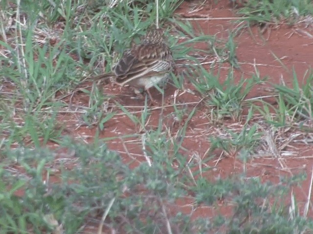 Fawn-colored Lark (Foxy) - ML201591981