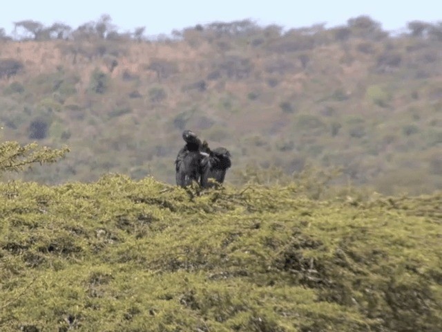 Abyssinian Ground-Hornbill - ML201592021