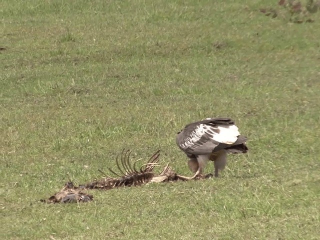 White-headed Vulture - ML201592041