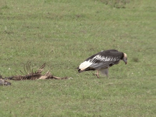 White-headed Vulture - ML201592051