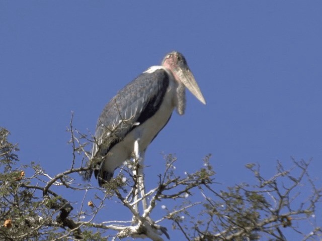 Marabou Stork - ML201592091