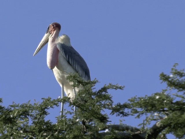 Marabou Stork - ML201592101