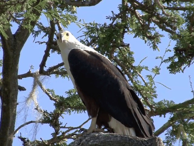 African Fish-Eagle - ML201592111