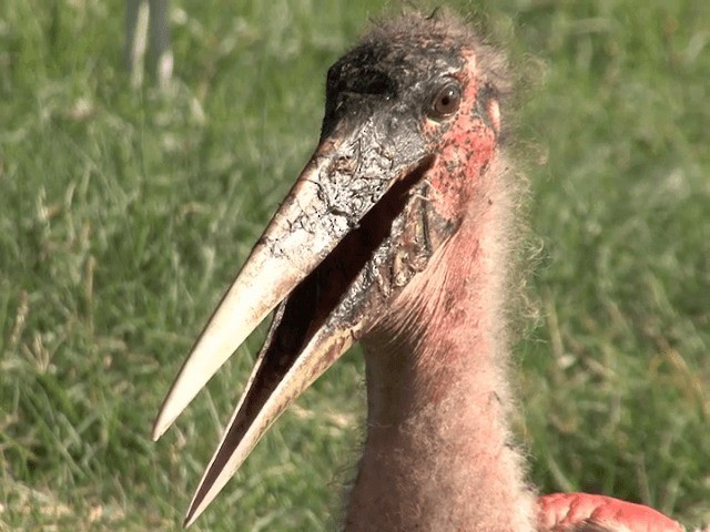 Marabou Stork - ML201592131