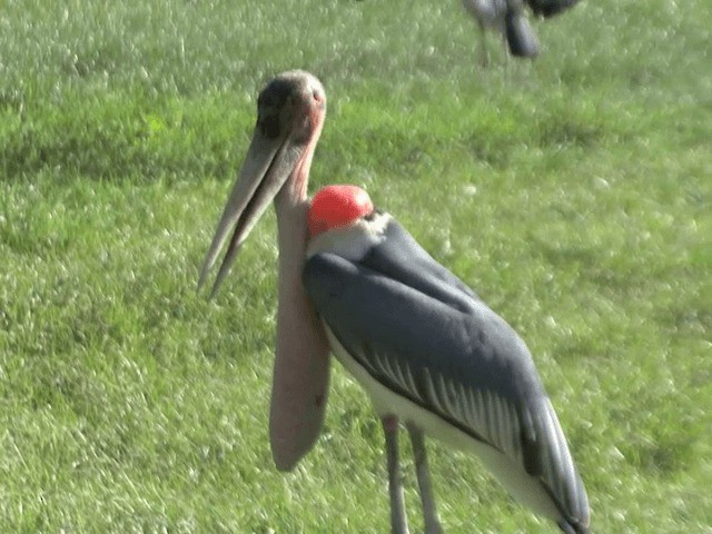 Marabou Stork - ML201592141