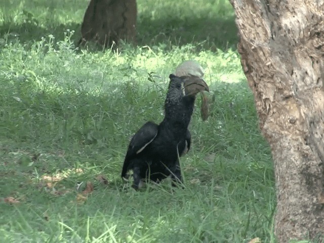 Silvery-cheeked Hornbill - ML201592151