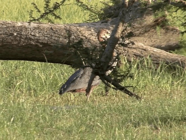 Goliath Heron - ML201592161