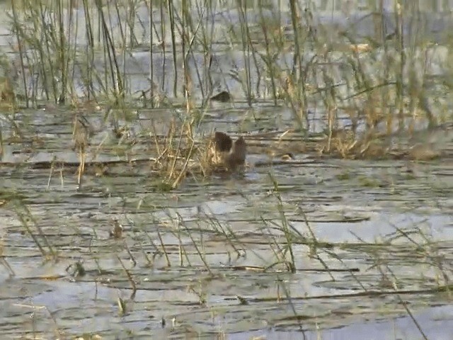 White-backed Duck - ML201592171