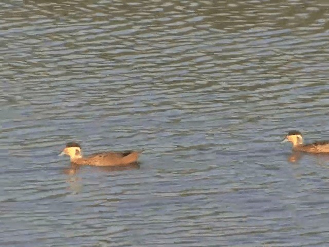 Blue-billed Teal - ML201592181