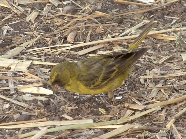 Serin d'Abyssinie - ML201592201