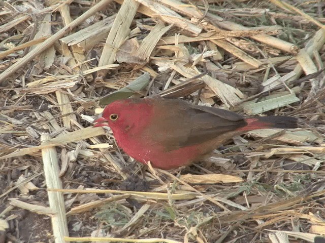 Red-billed Firefinch - ML201592211