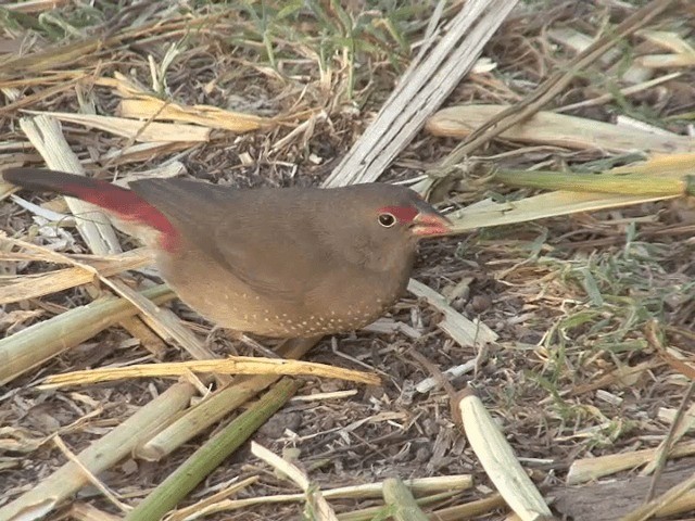 Red-billed Firefinch - ML201592221