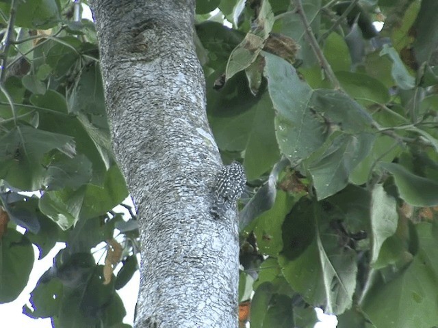 African Spotted Creeper - ML201592231