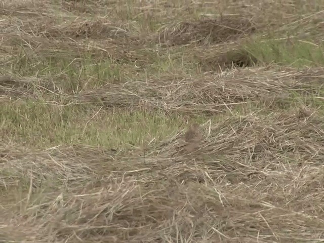 Blanford's Lark (Erlanger's) - ML201592251