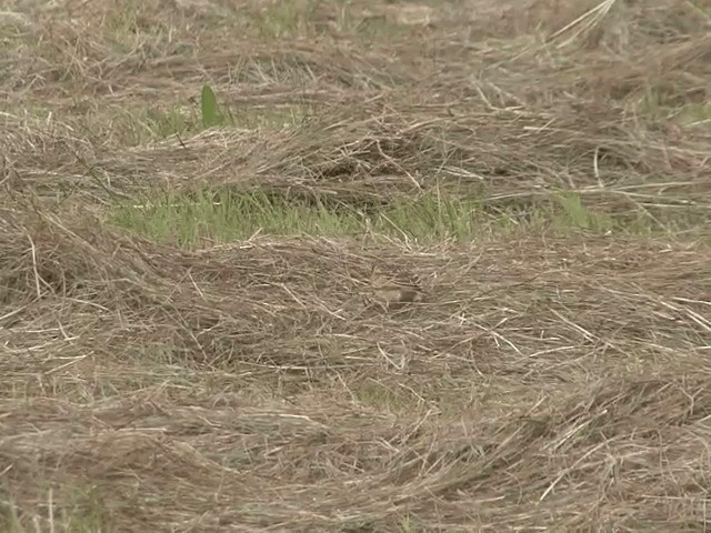 Blanford's Lark (Erlanger's) - ML201592261