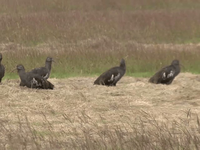 Ibis caronculé - ML201592281