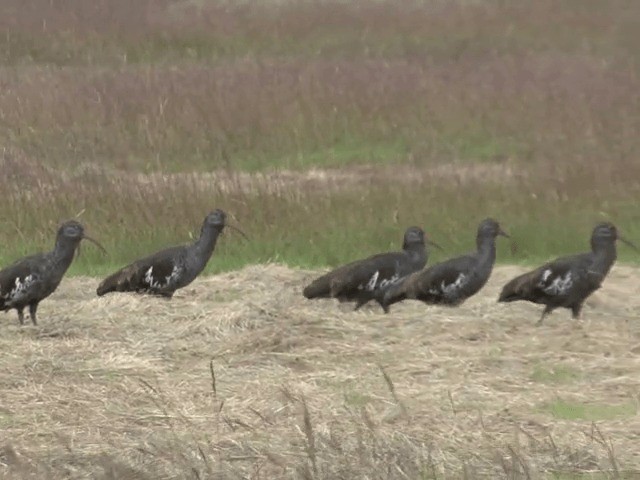 Wattled Ibis - ML201592291