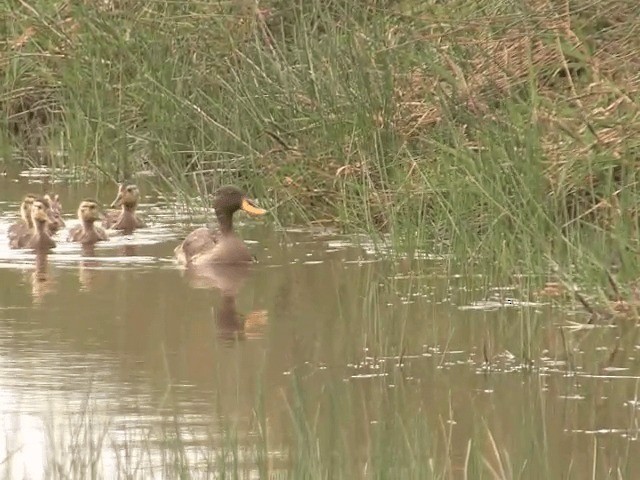 Yellow-billed Duck - ML201592331