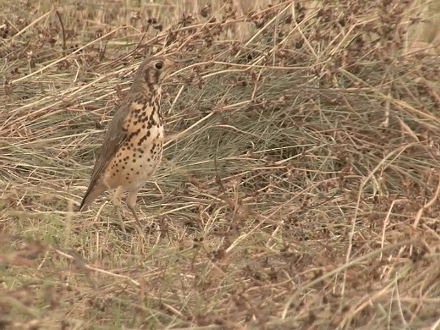 Ethiopian Thrush - ML201592341