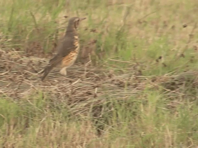 Ethiopian Thrush - ML201592351