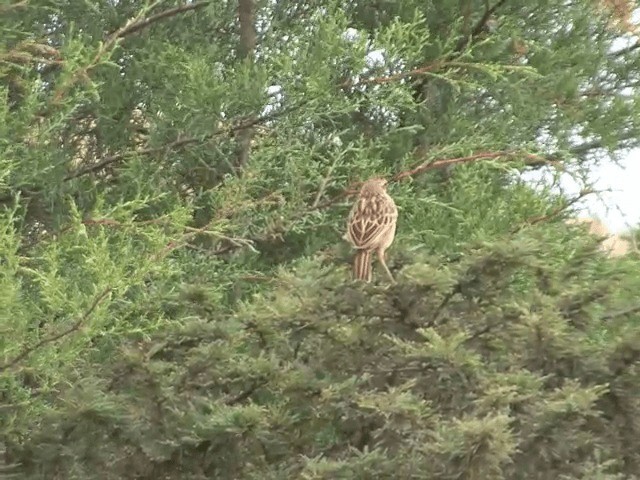 Abyssinian Longclaw - ML201592361