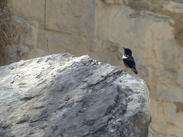 Mocking Cliff-Chat - ML201592431