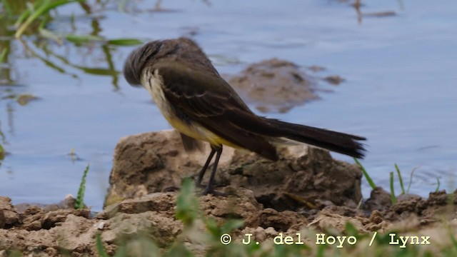 Western Yellow Wagtail (feldegg) - ML201592491