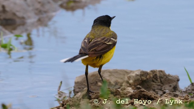 Western Yellow Wagtail (feldegg) - ML201592501