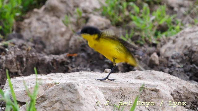 Western Yellow Wagtail (feldegg) - ML201592511