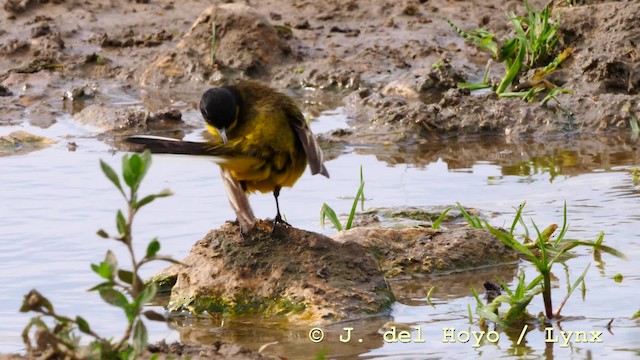 ニシツメナガセキレイ（feldegg） - ML201592521