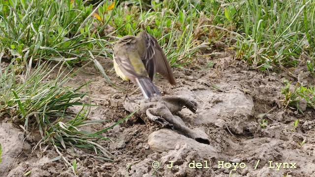 Western Yellow Wagtail (feldegg) - ML201592531