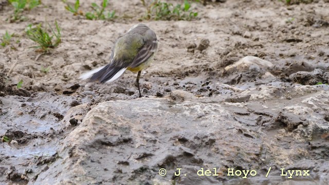 Western Yellow Wagtail (feldegg) - ML201592541