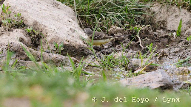 Western Yellow Wagtail (feldegg) - ML201592551