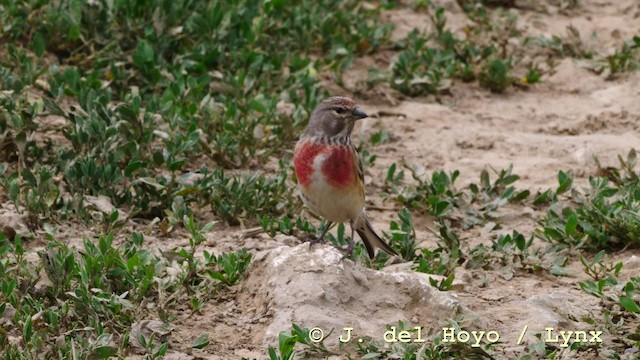 Eurasian Linnet - ML201592601