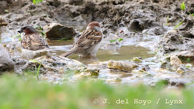 Eurasian Tree Sparrow - ML201592621