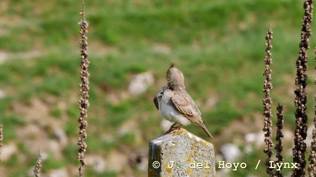 Crested Lark - ML201592631