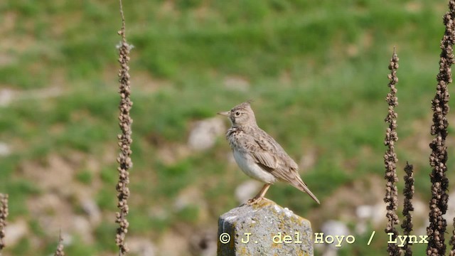 Crested Lark - ML201592641